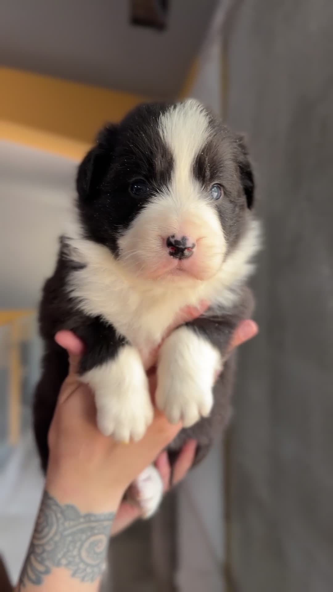 Border Collie perros en venta: Border collie negro y blanco  - Video 1