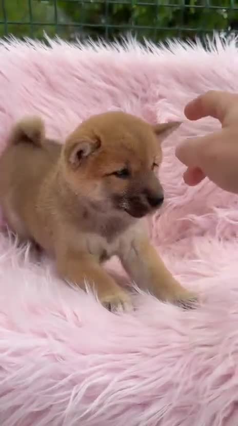 Shiba Inu perros en venta: SHIBA INU NEGRO FUEGO Y ROJOS - Video 1