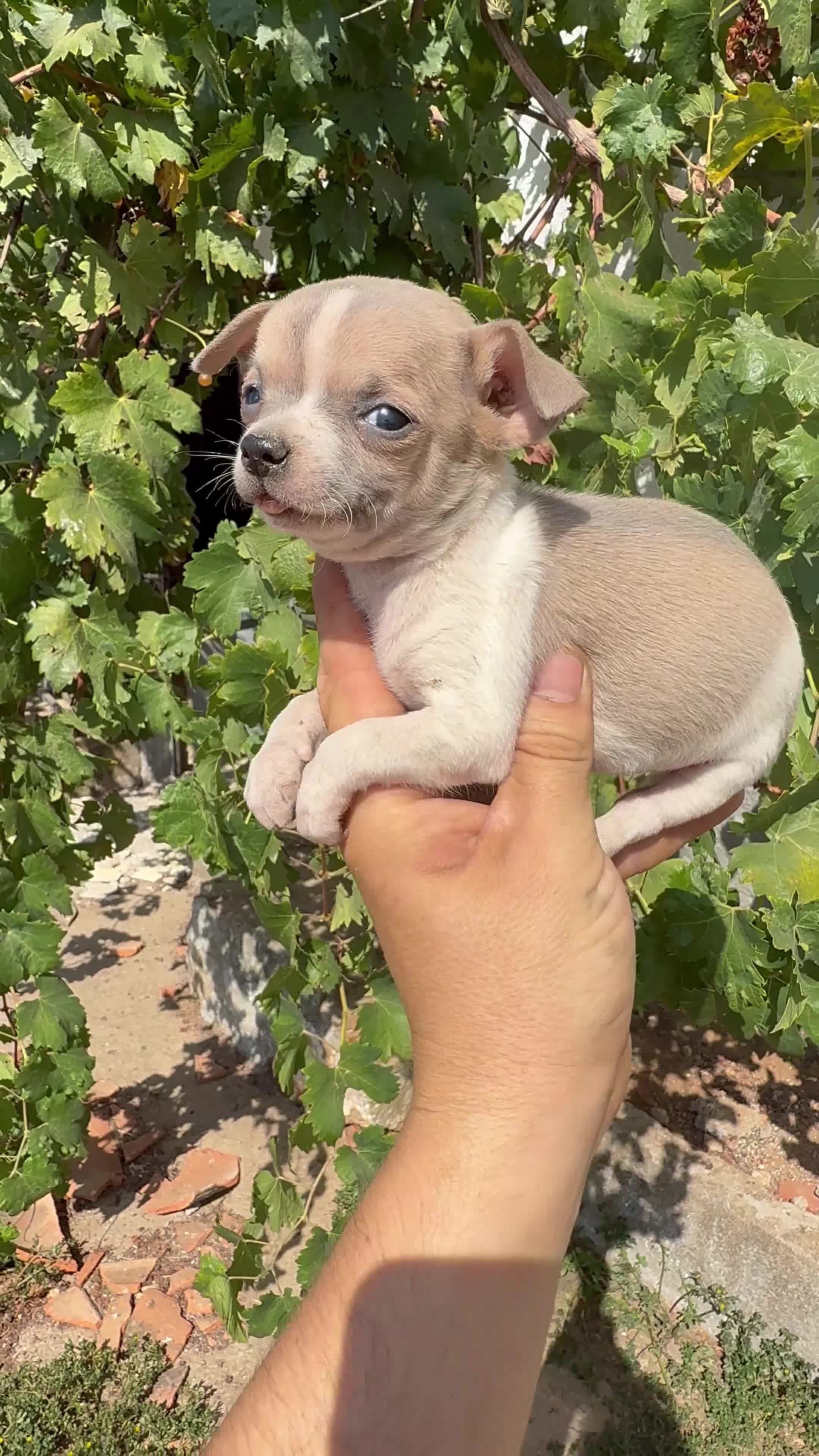 Chihuahua perros en venta: Chihuahua  - Video 5