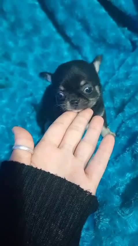 Chihuahua perros en venta: Hembra enana negra tricolor  - Video 1