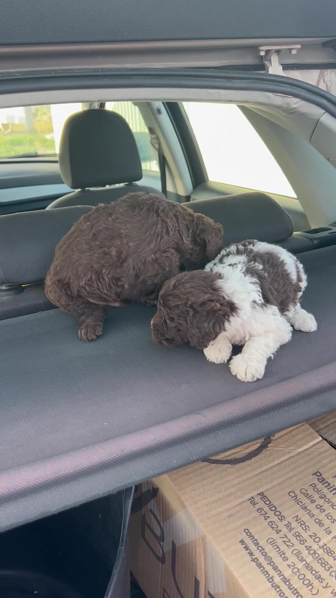 Perro de Agua Español perros en venta: Perros de agua Máxima calidad Espectaculares - Video 1