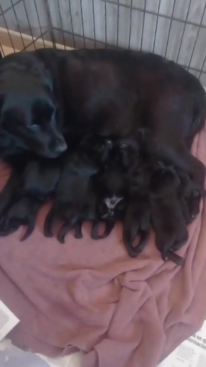 Labrador Retriever perros en venta: Labradores de Quercuscan  - Video 1
