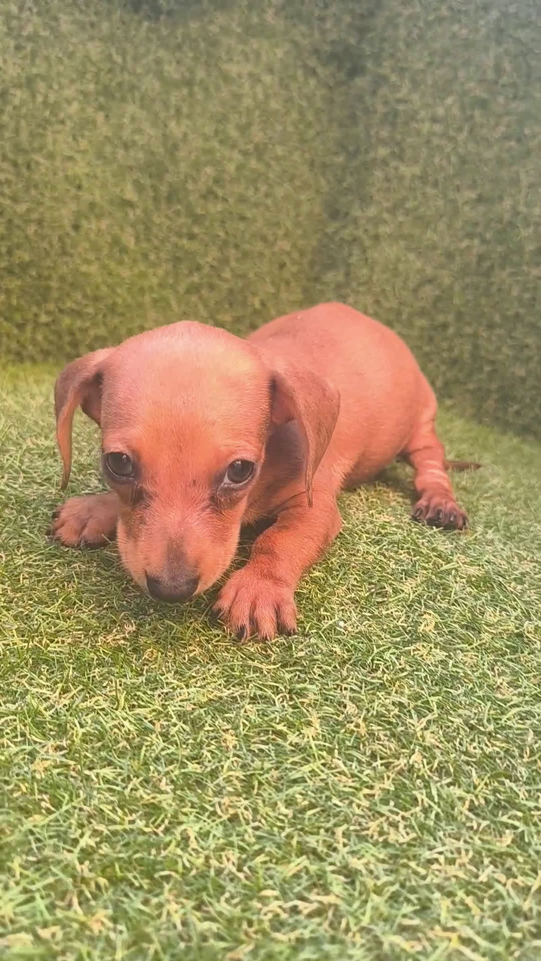 Teckel perros en venta: camada teckel canichen rojas  - Video 1