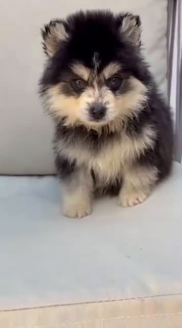 Raza Mixta perros en venta: Pomsky - Video 3