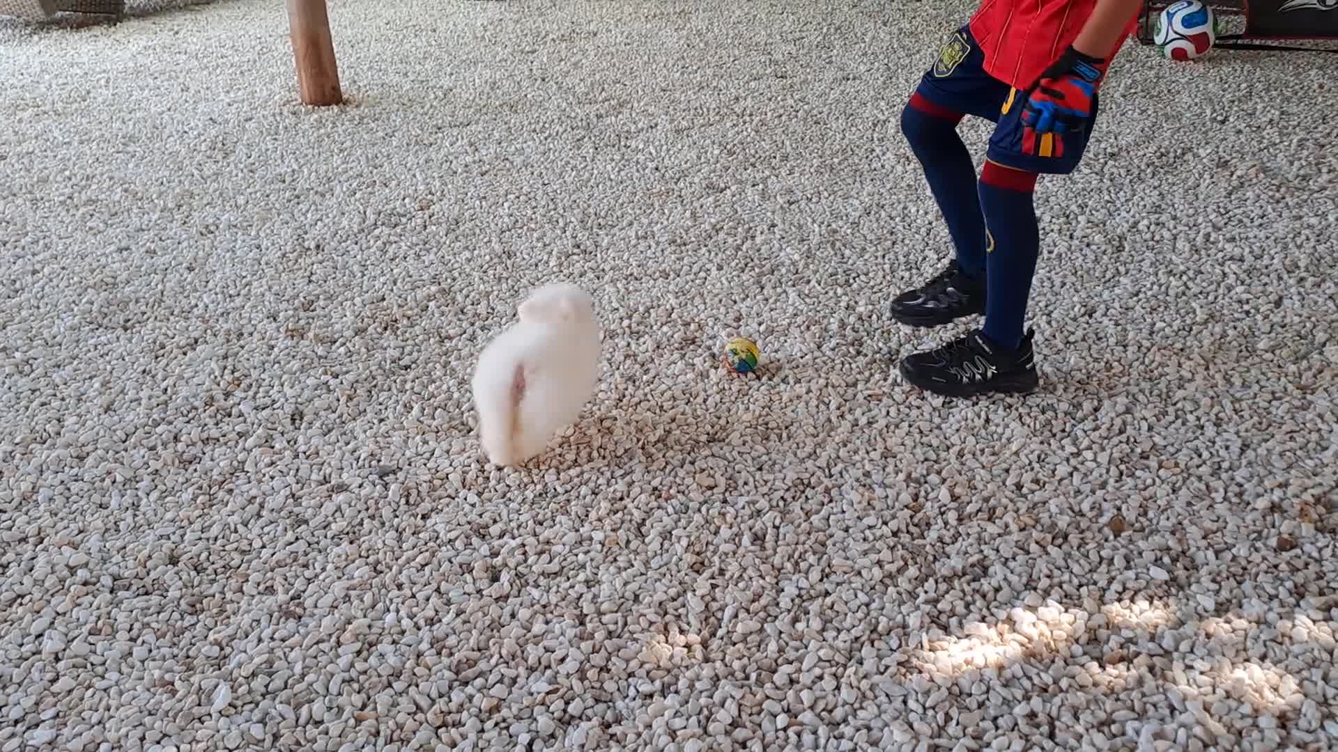 Pomerania perros en venta: Cachorrita Lulu de Pomerania Mini  - Video 1