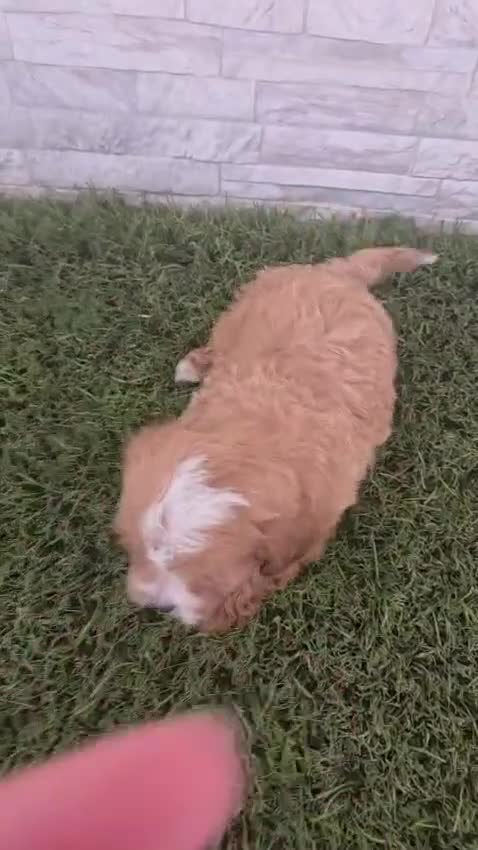 Maltipoo perros en venta: MALTIPOO - Video 2