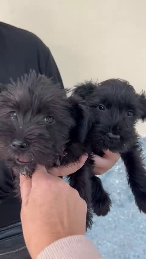Schnauzer Miniatura perros en venta: Schnuzer mini - Video 2