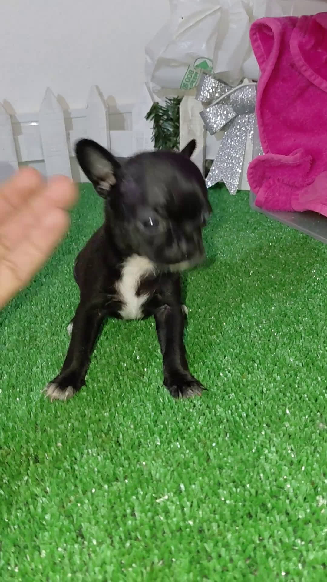 Chihuahua perros en venta: Chihuahua negra  - Video 1