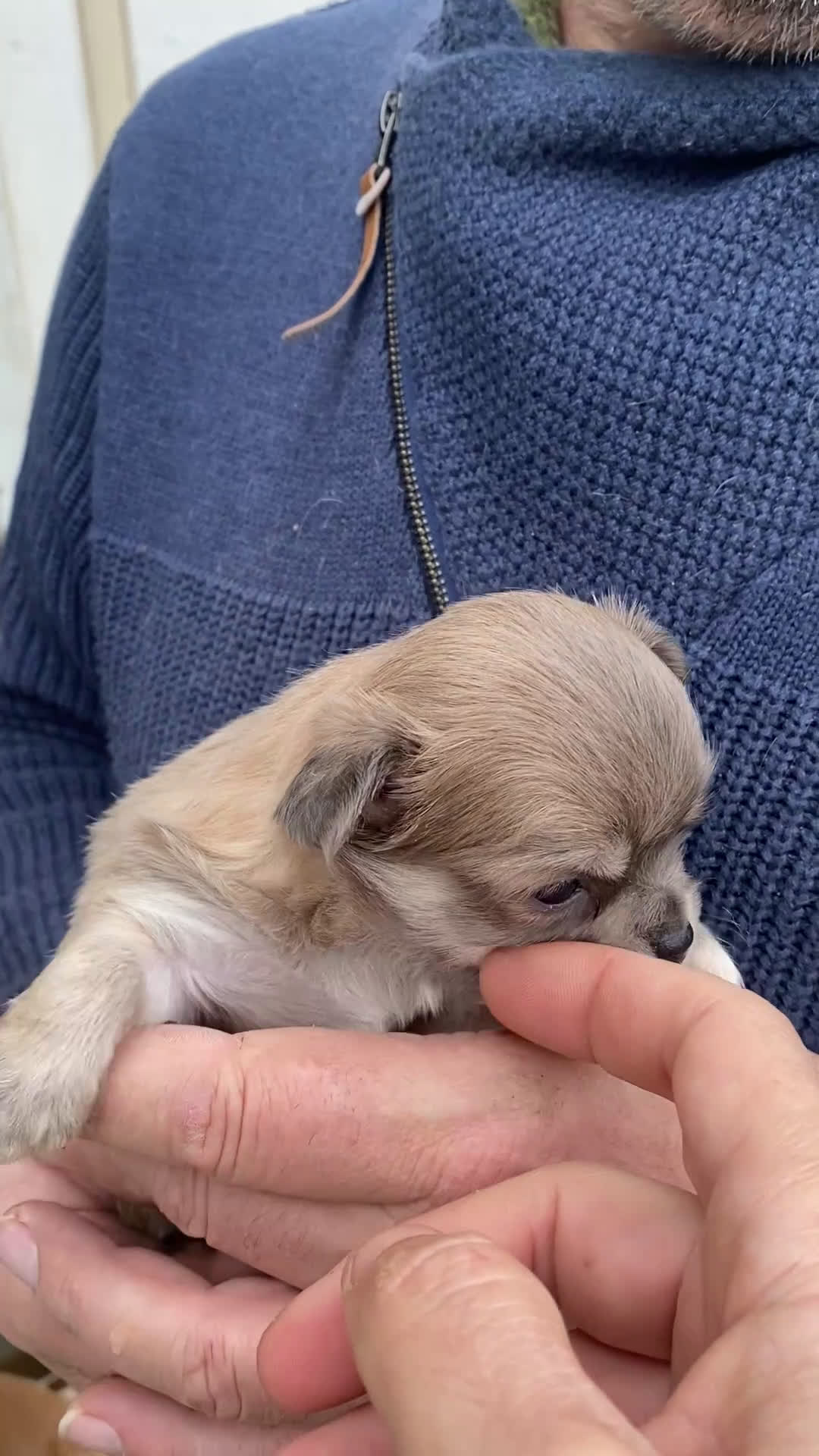 Chihuahua perros en venta: Chihuahuas machitos exoticos - Video 2