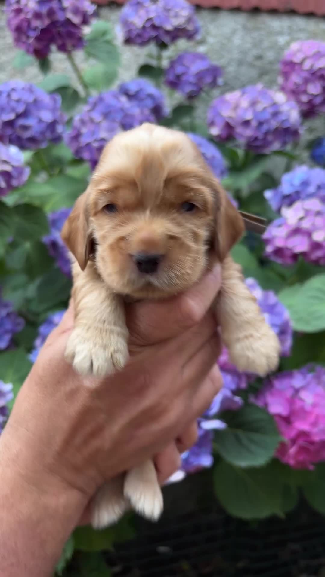 Cocker Spaniel Inglés perros en venta: Últimos cachorros cocker spaniel inglés  - Video 2
