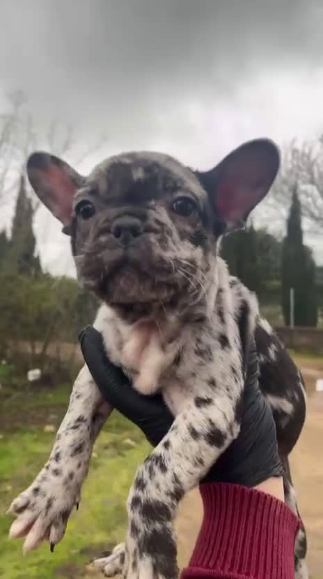 Bulldog Francés perros en venta: Bulldog francés macho Merle blue - Video 1