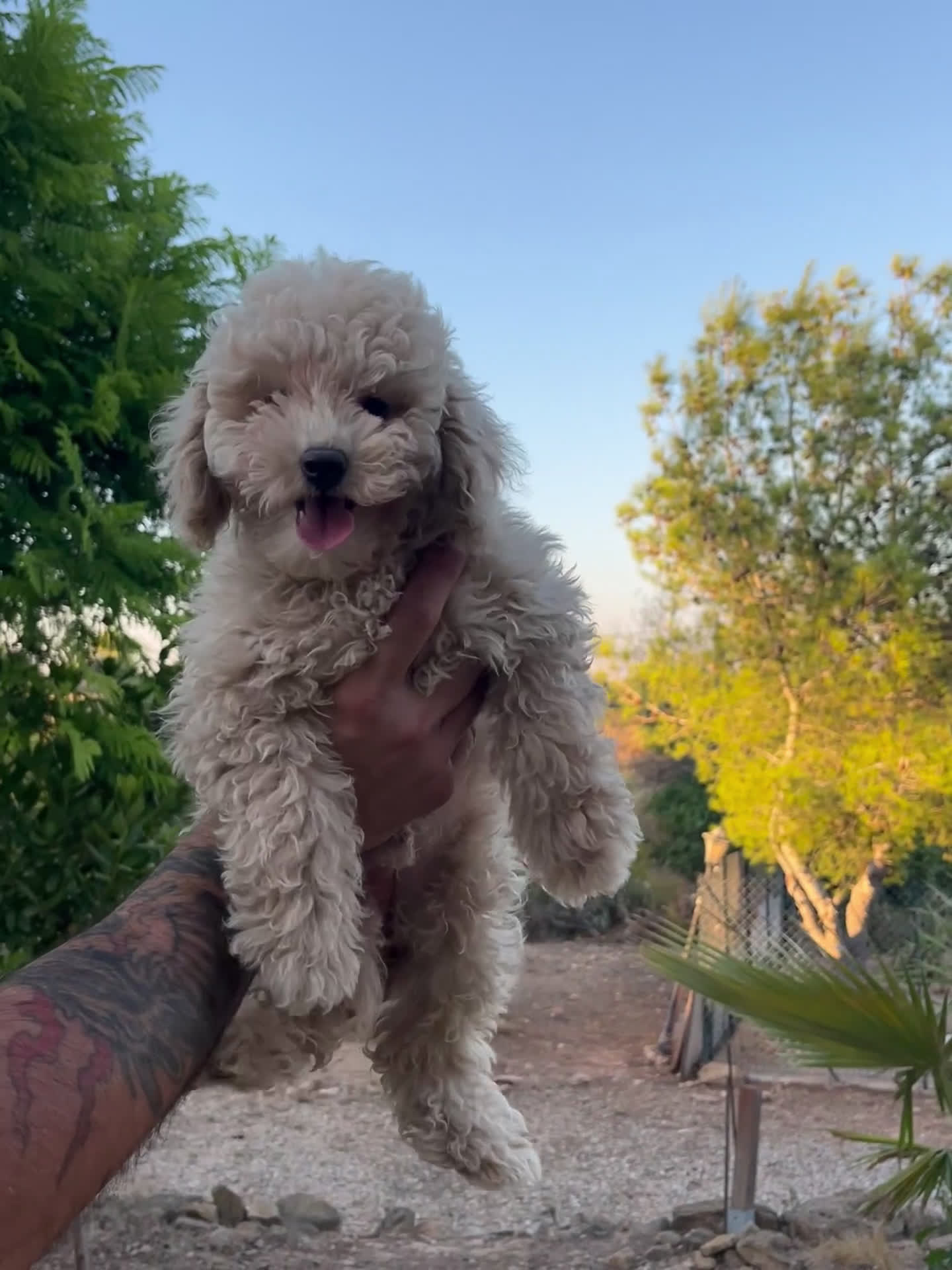 Caniche Toy perros en venta: Caniche Apricot  - Video 1