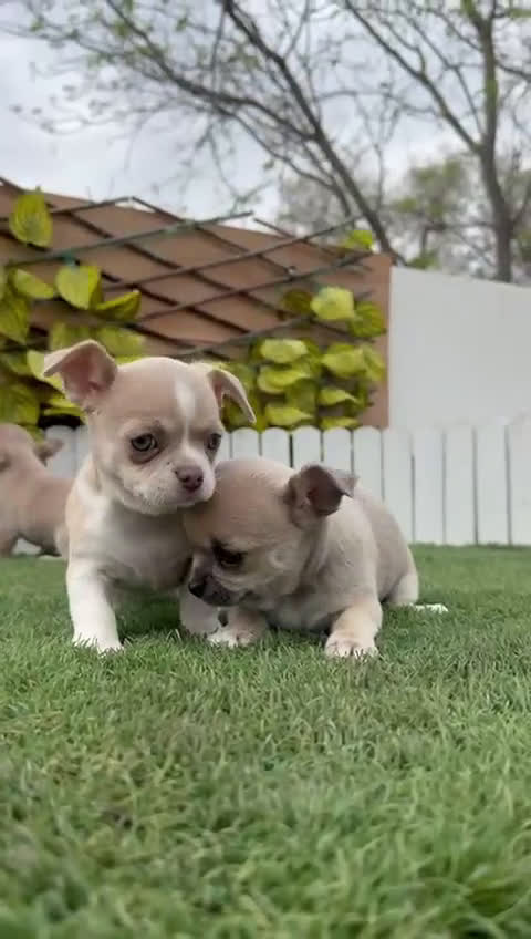 Chihuahua perros en venta: CHIHUAHUA - Video 4