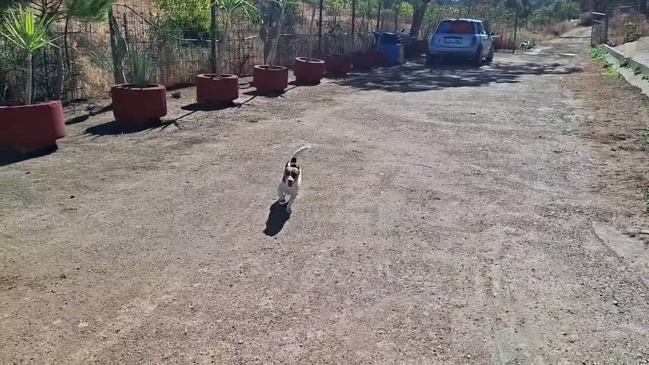 Jack Russell Terrier perros en venta: Jack Russell Adulta - Video 1