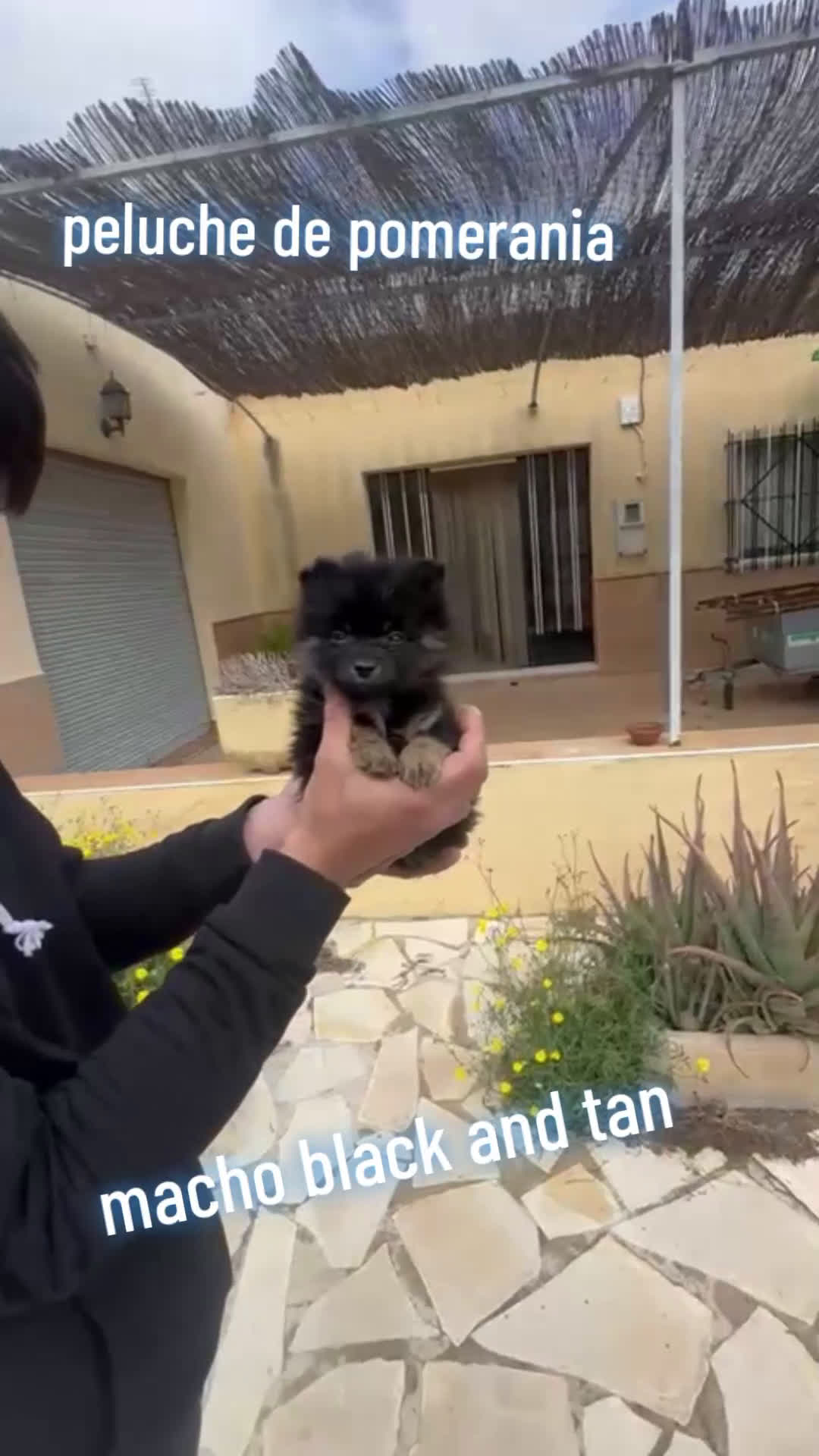 Pomerania perros en venta: Pomerania  mini  - Video 1