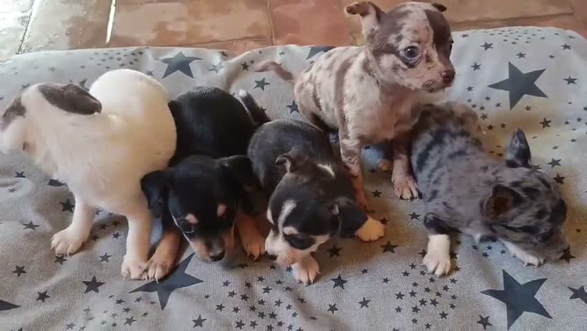 Chihuahua perros en venta: Camada de 🌟Chihuahua 🌟 - Video 1