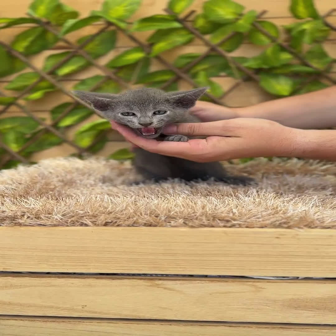 Azul Ruso gatos en venta: Camada de Xaray  - Video 5