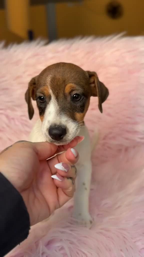 Jack Russell Terrier perros en venta: Hembra Jack russell - Video 1