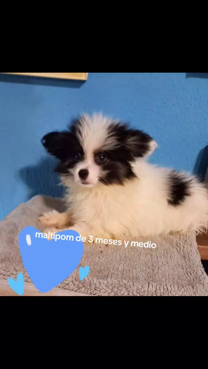 Bichón Maltés perros en venta:  maltipom macho  - Video 1