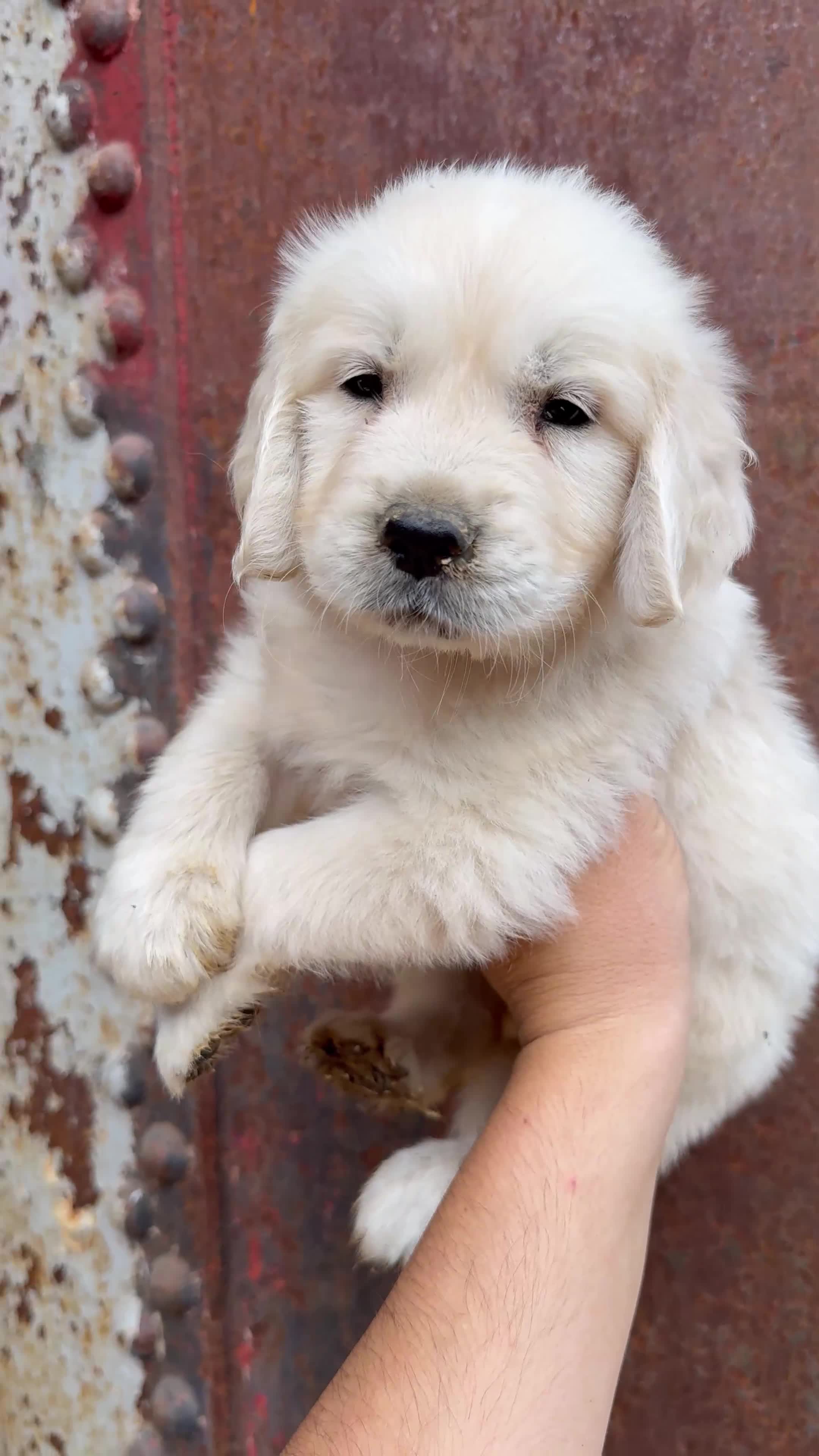 Golden Retriever perros en venta: Golden retriever - Video 1