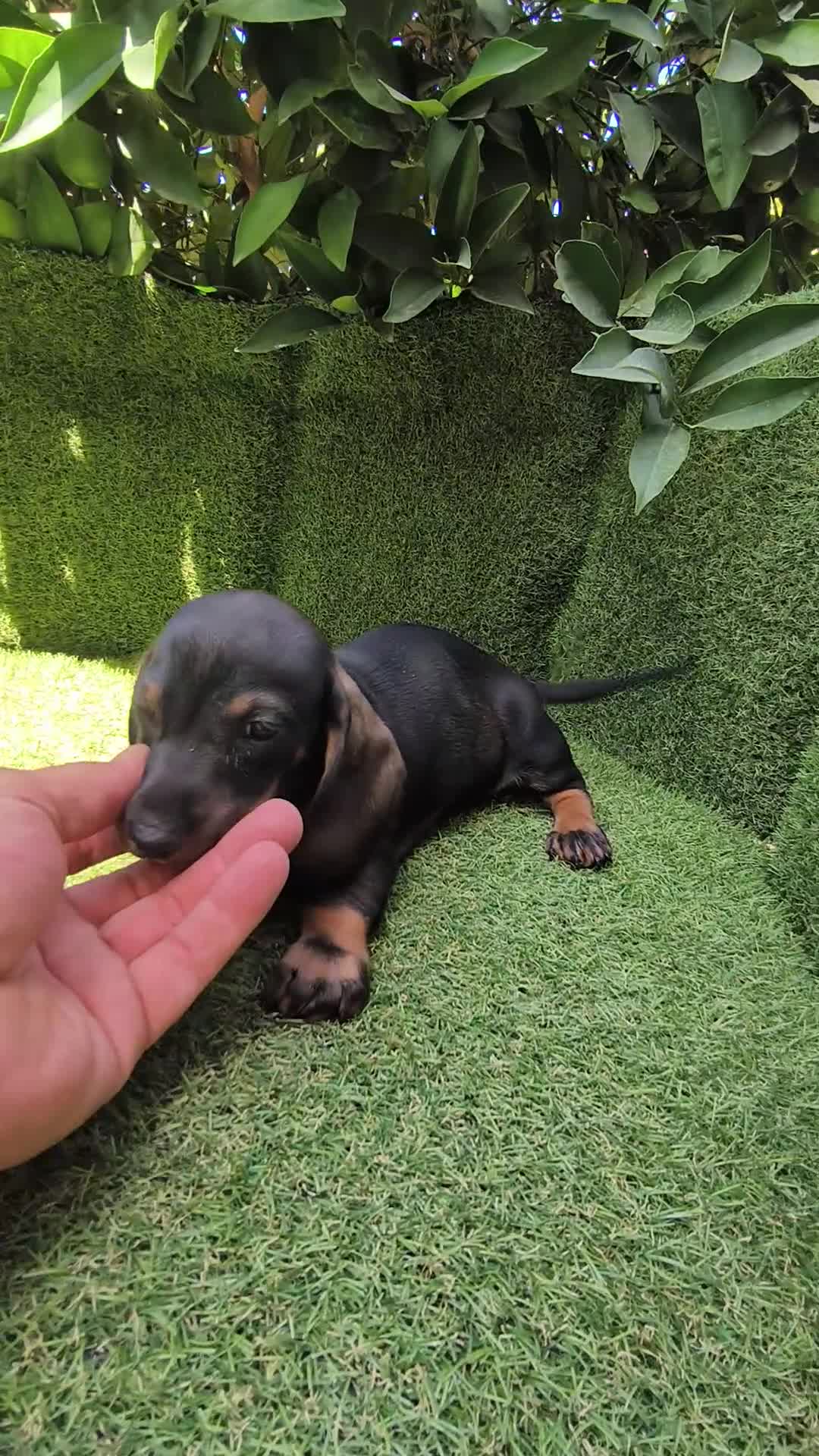 Teckel Miniatura perros en venta: teckel miniatura arlequín chocolate varios colores - Video 3