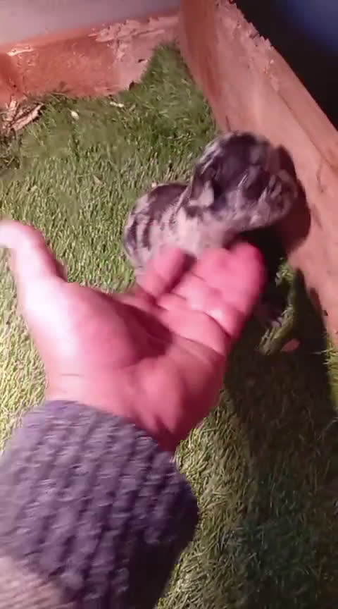 Bulldog Francés perros en venta: Bulldog francés  - Video 2