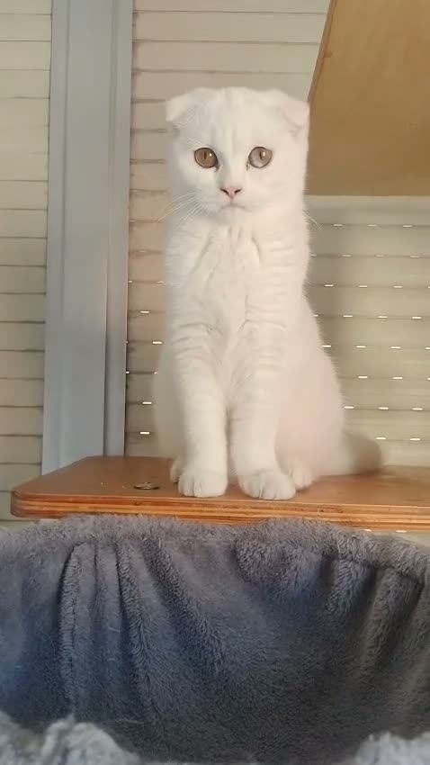 Scottish Fold gatos en venta:  Scottish fold - Video 2
