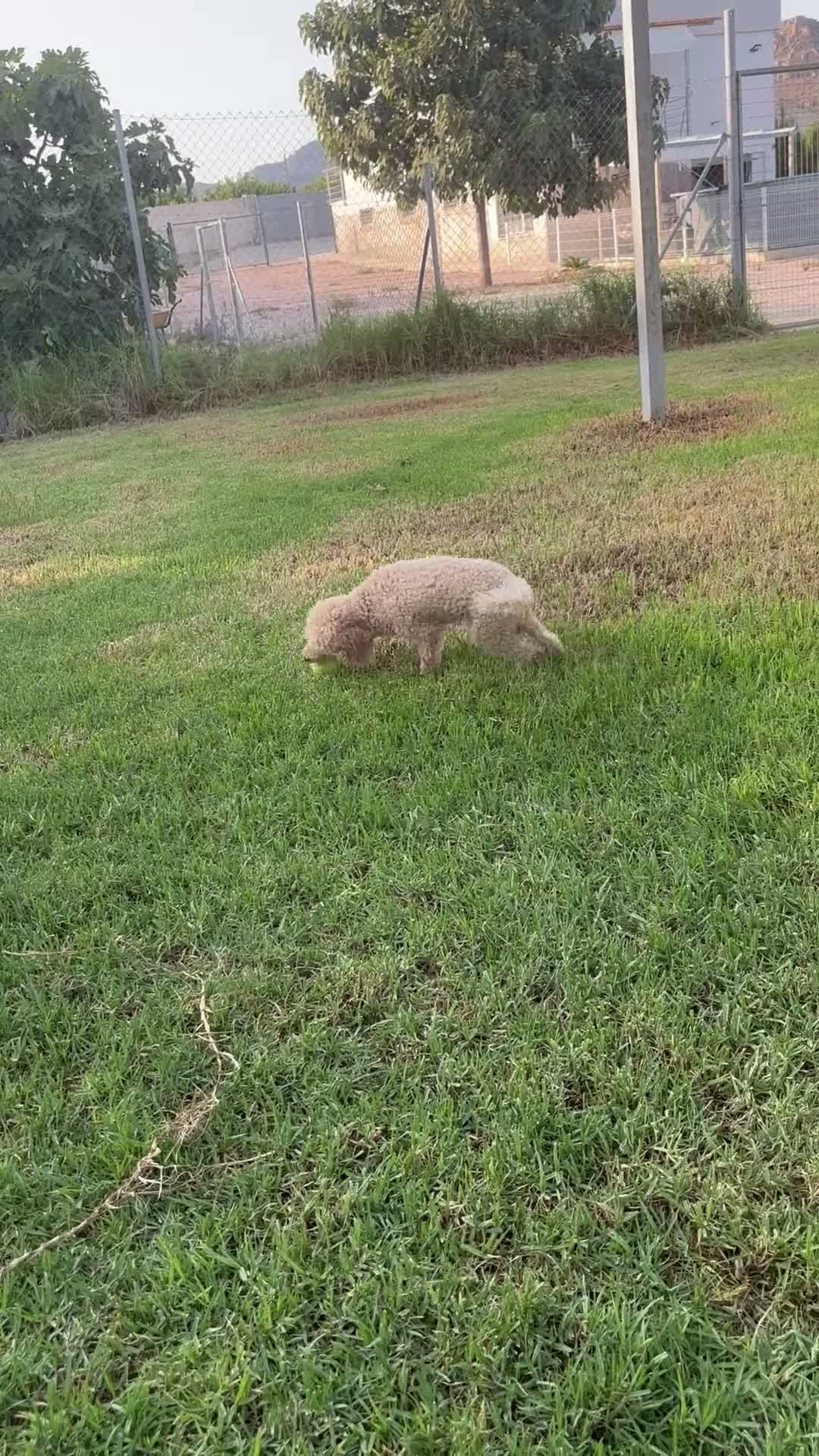 Caniche Enano perros en venta: Caniches enanas negras - Video 1