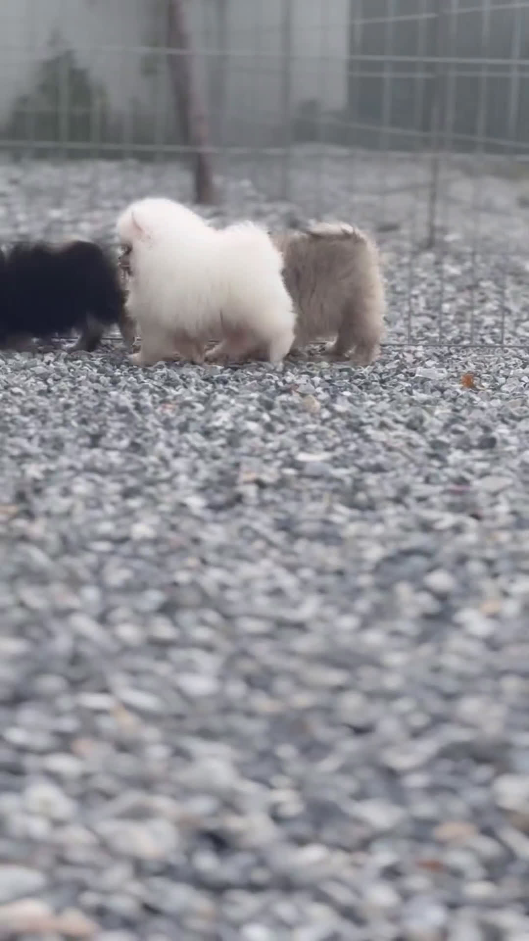Pomerania perros en venta: 🤎 PEQUEÑOS POMERANIA FROXTY, TIVOLI Y STRIKE 🤎 - Video 1