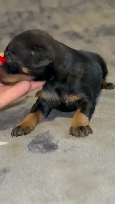Pinscher Miniatura perros en venta: Pinscher miniatura - Video 3