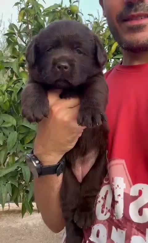 Labrador Retriever perros en venta: LABRADOR CHOCOLATE DISPONIBLE - Video 1