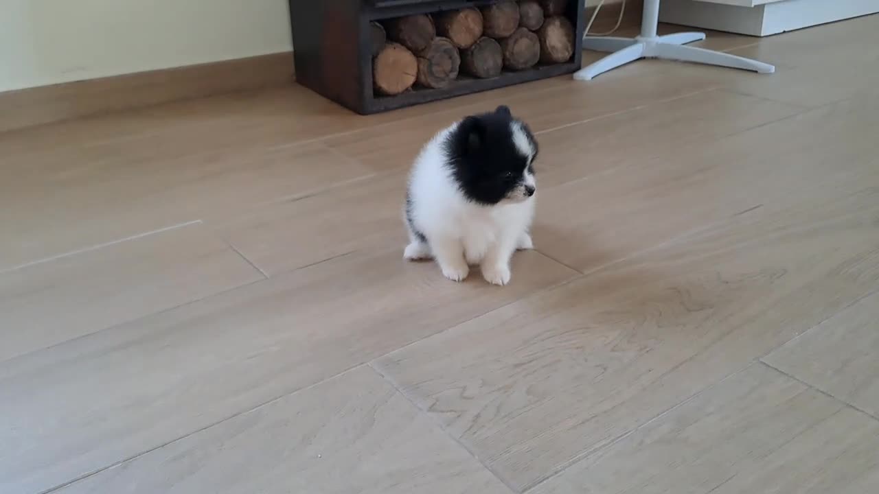 Pomerania perros en venta: Cachorrita de Pomerania  - Video 2