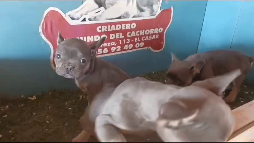 Bulldog Francés perros en venta: camada bulldog frances tricolor  en Madrid - Video 1