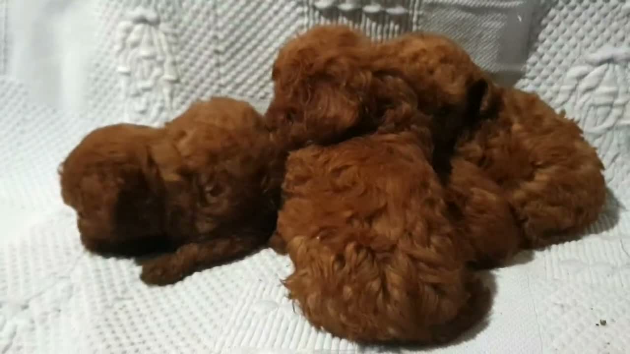 Caniche Toy perros en venta: Caniches toys rojos 50% asiaticos con pedigree - Video 3