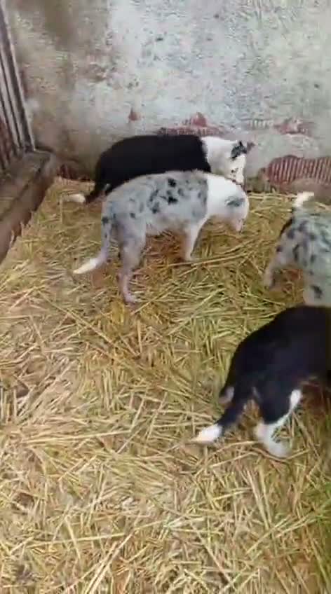 Border Collie perros en adopcion: Preciosos bebes - Video 1