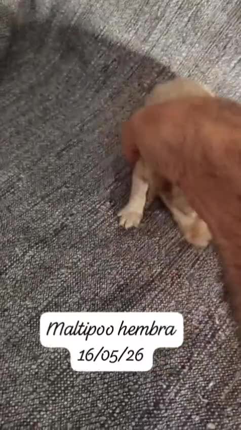 Maltipoo perros en venta: Camada de maltipoo nacionales  - Video 5