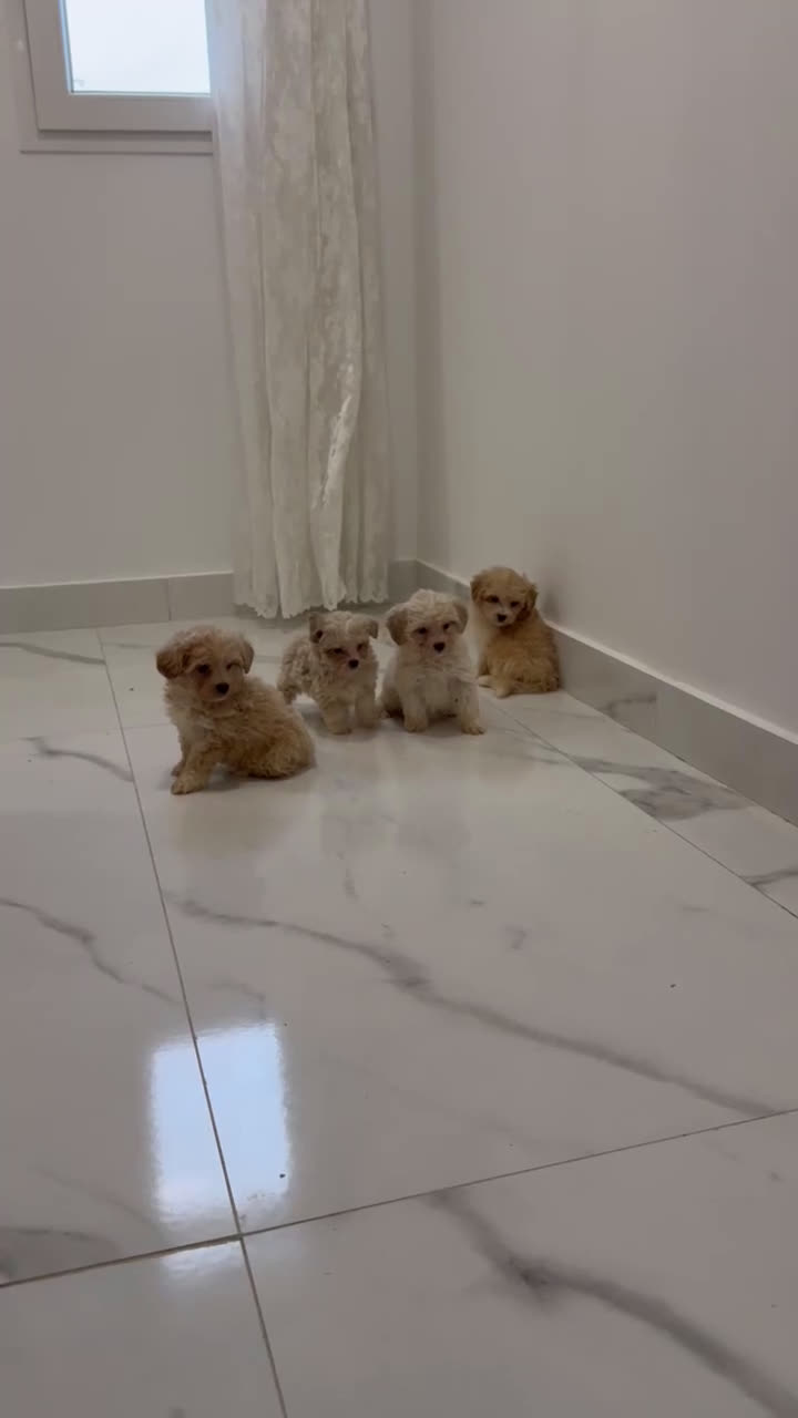 Maltipoo perros en venta: Camada exclusiva de Matipoo - Video 2