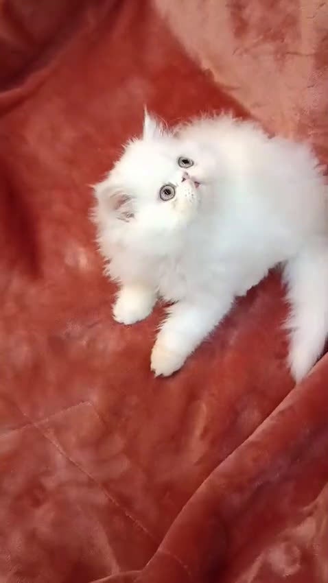 Persa gatos en venta: Persa hembra blanca - Video 1