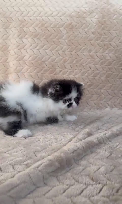 Persa gatos en venta: Persa - Video 1