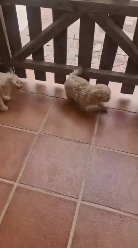 Raza Mixta perros en venta: Maltipoo macho linea coreana - Video 2
