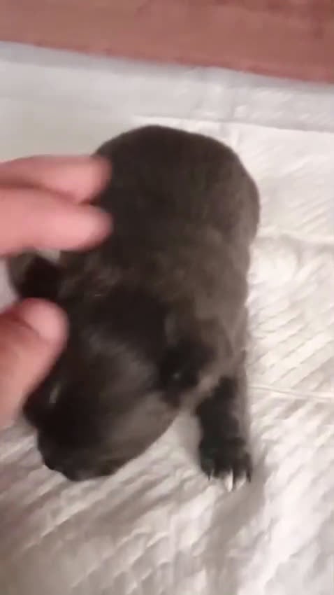 Chihuahua perros en venta: Chihuahua  - Video 1