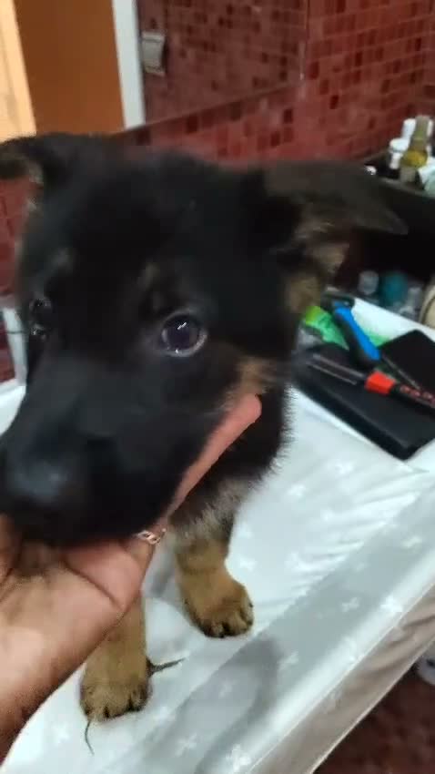 Pastor Alemán perros en venta: Camada de Pastor Alemán  - Video 1