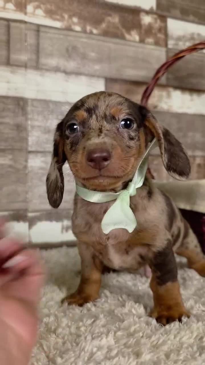 Teckel perros en venta: TECKEL MINIATURA Y KANINCHEN  - Video 3