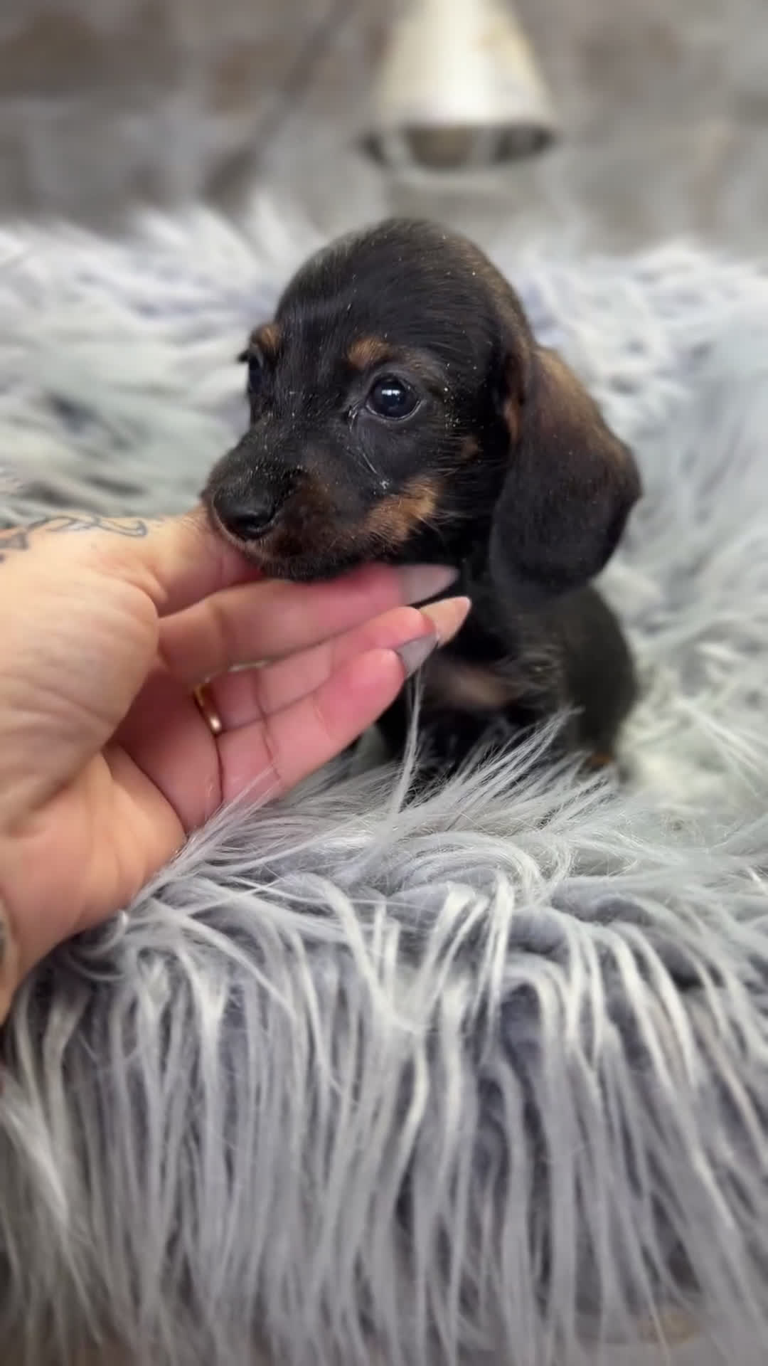 Teckel Miniatura perros en venta: Teckel Kaninchen pelo corto  - Video 1