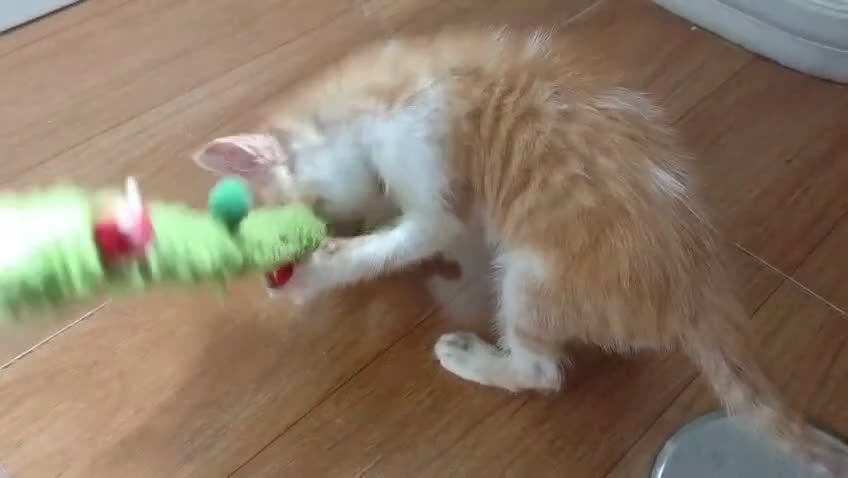 Europeo de Pelo Corto gatos en adopcion: LILO, BUSCA HOGAR - Video 1