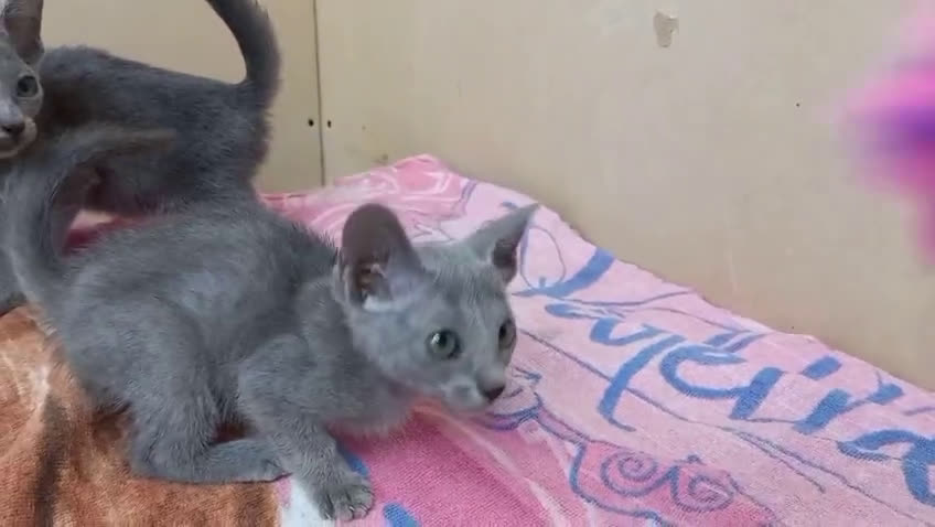 Azul Ruso gatos en venta: Azul ruso hembra  - Video 5