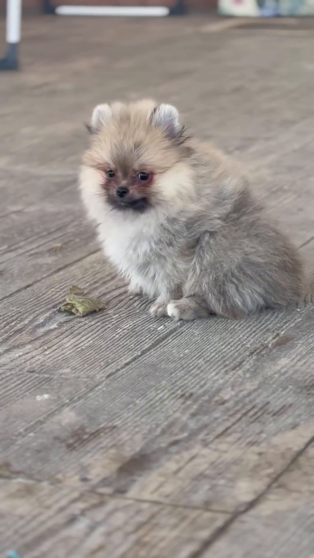 Pomerania perros en venta: ⚡ Sparky – Pomerania marrón con carácter 🐾 - Video 1