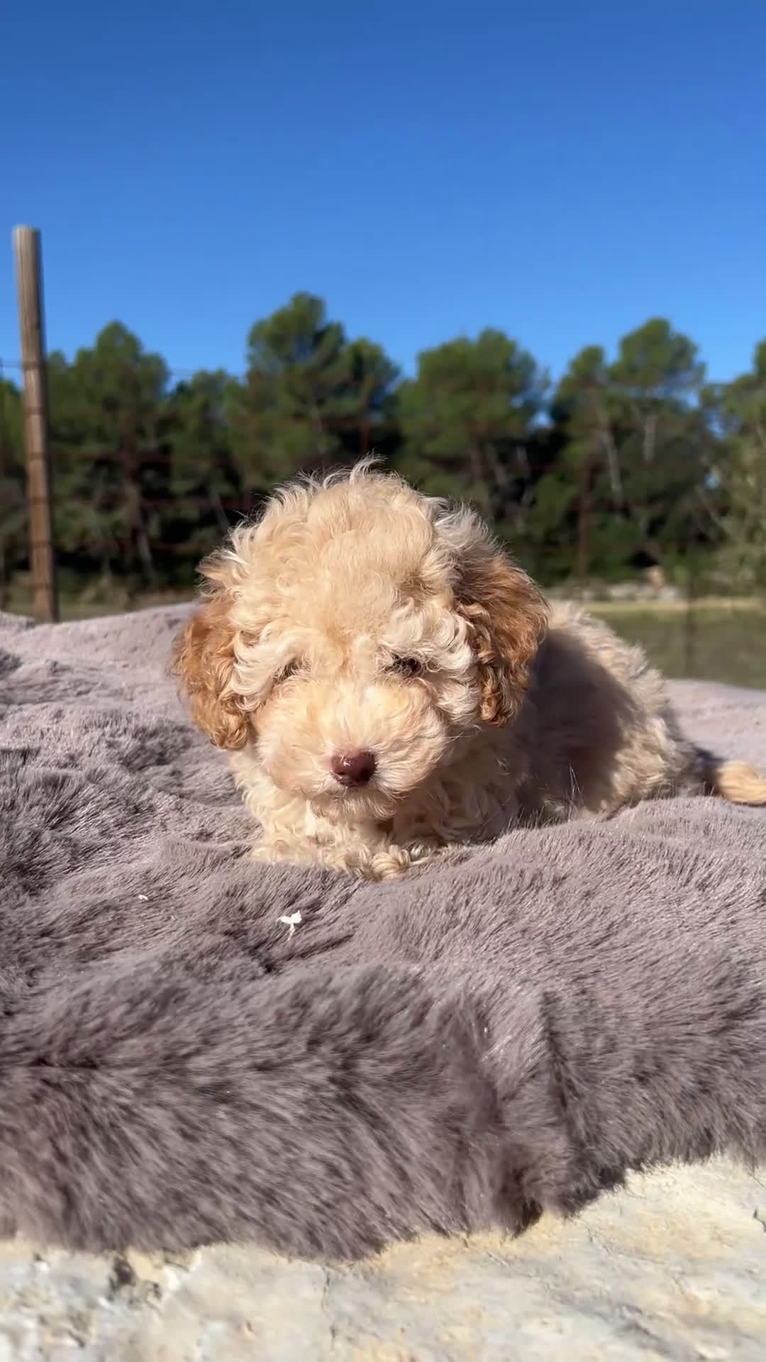Maltipoo perros en venta: Maltipoo f2  - Video 1