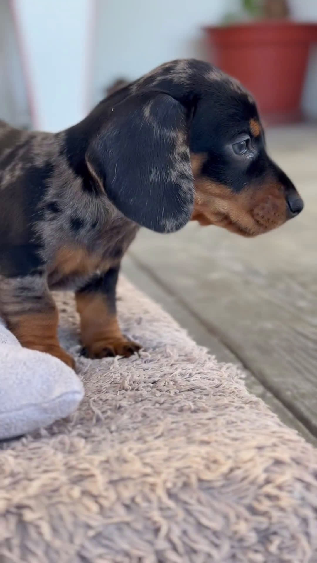 Teckel Miniatura perros en venta: 🌈 Kodat, Byron, Curry y Florentina 🐶 - Video 1