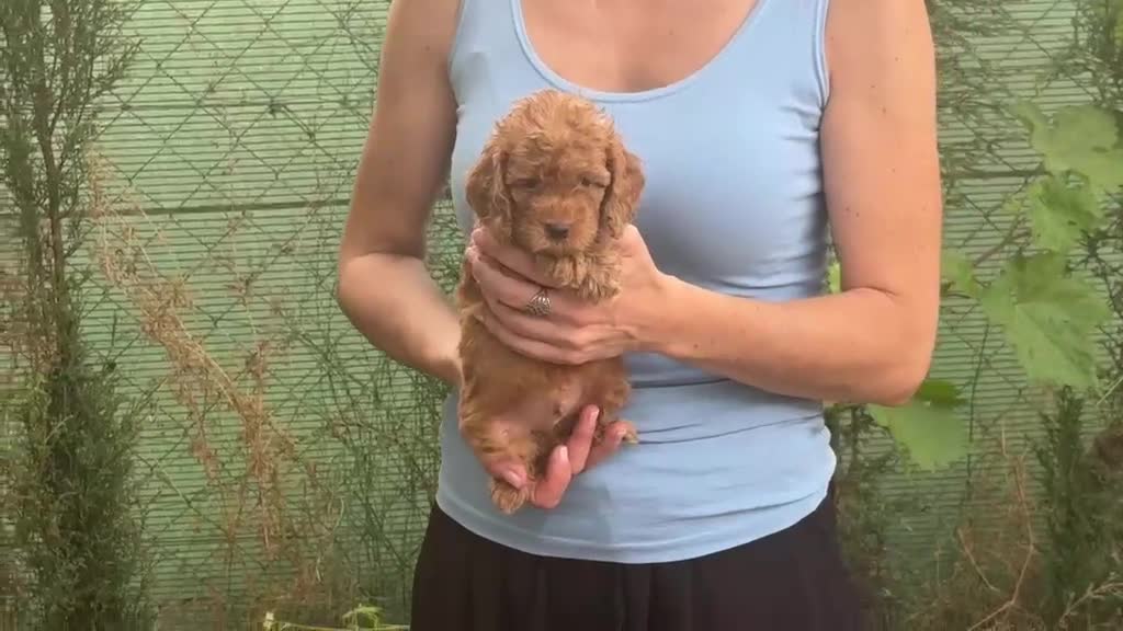Caniche Enano perros en venta: Caniches enanos - Video 4